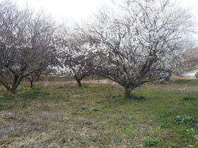 宇都宮市白沢町