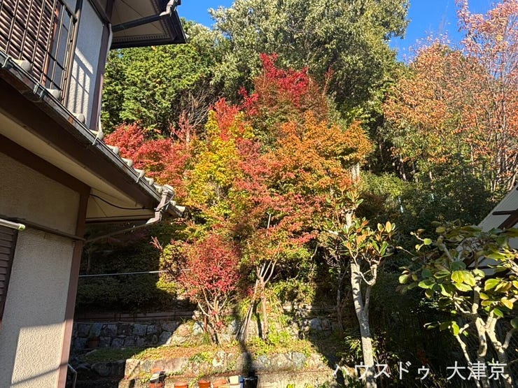 敷地内の紅葉が見ごろを迎えました♪