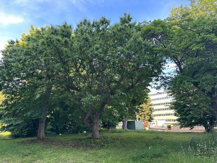 マンションの目の前に緑豊かな公園があり、気軽にリフレッシュできる好立地。遮るものがなく日当たりや開放感もあり、子育て世帯や散歩が趣味の方に最適な環境です。