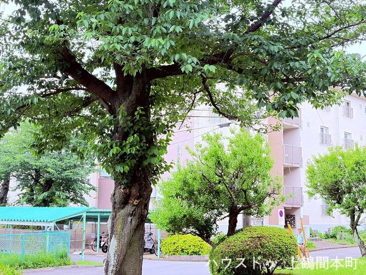 相武台団地に根付く豊かな木々が、春は新緑、夏は木陰、秋は紅葉と四季の彩りを届ける。南東角部屋の窓から望む緑の景色が、日々の暮らしに安らぎと潤いをもたらす。