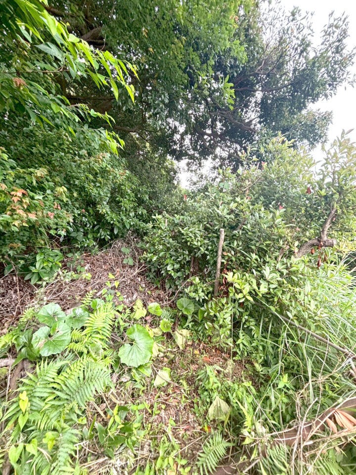 小倉南区沼本町 売地 建築条件無し♪土地面積約525坪♪コンビニまで徒歩約6分♪沼小まで徒歩約7分♪