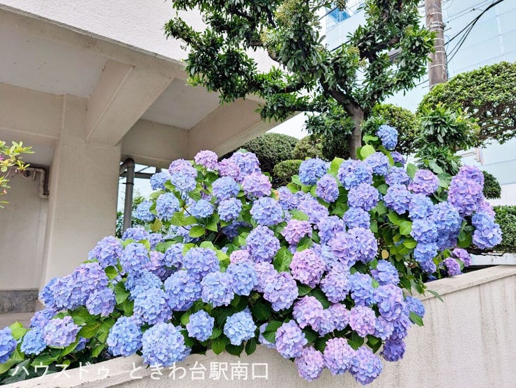 敷地内には季節を感じさせる紫陽花などの植栽が豊かです。周辺には大きな公園や図書館もあり、四季の移ろいを感じながら生活できる立地です。