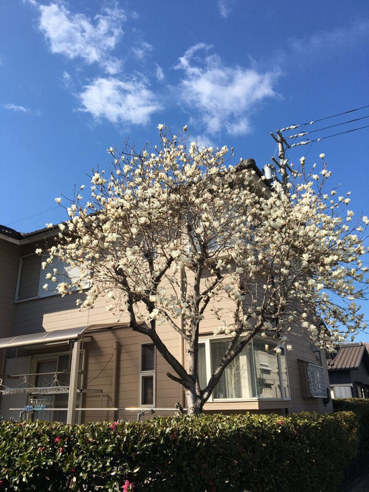 春になると、庭先に咲く木蓮の姿を楽しむことができます。