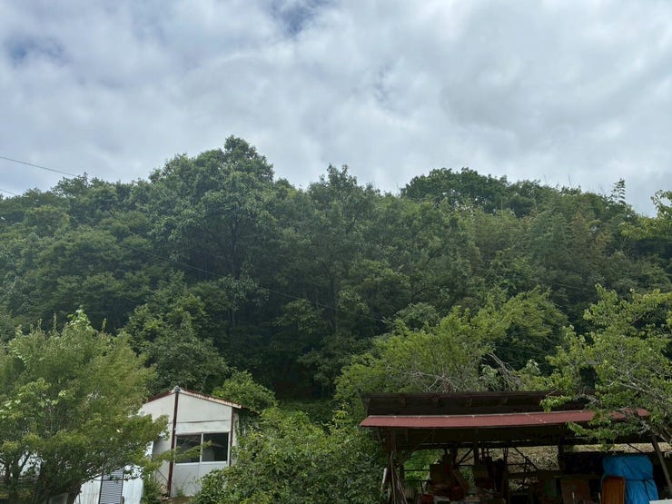 【外観】
923番地(地目:宅地 地籍:625.65㎡)、925番地(地目:原野 地籍:398㎡)、927番地(地目:山林 地籍:1135㎡)が画像奥の山の中に位置します。