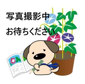 概観画像
