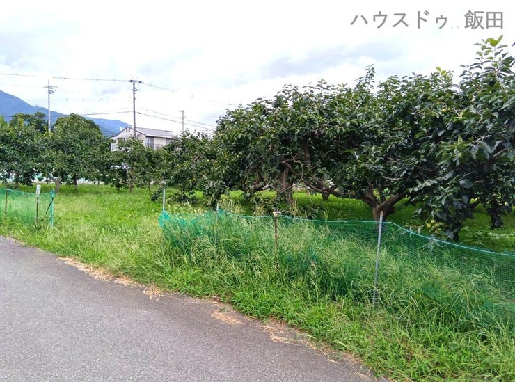 家の裏にある柿畑家