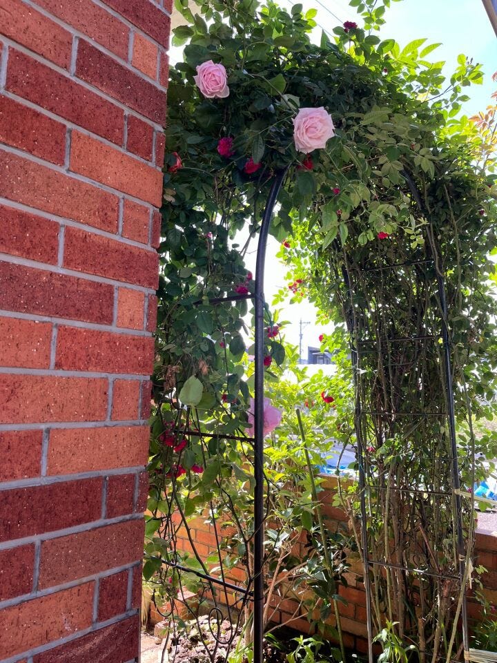 以後2枚は現居住者様が育てた植栽です。実際の暮らしを思い描きやすい写真です。