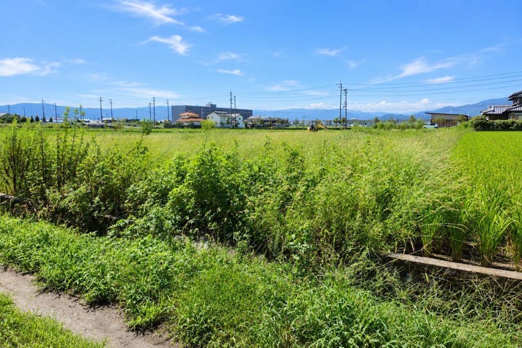 ※この画像はAI処理にて加工した写真です。