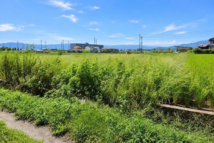 ※この画像はAI処理にて加工した写真です。